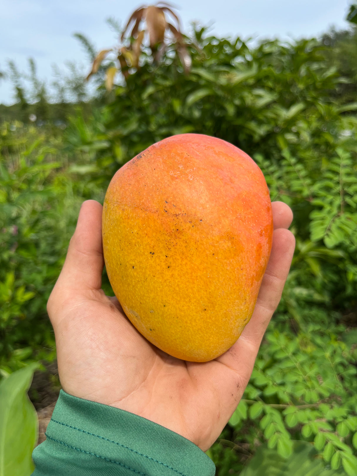 Mango Tree ‘Glenn’