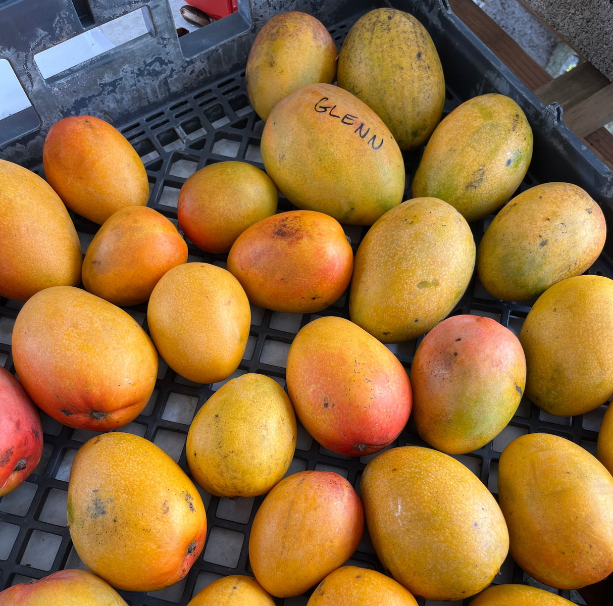 Mango Tree ‘Glenn’