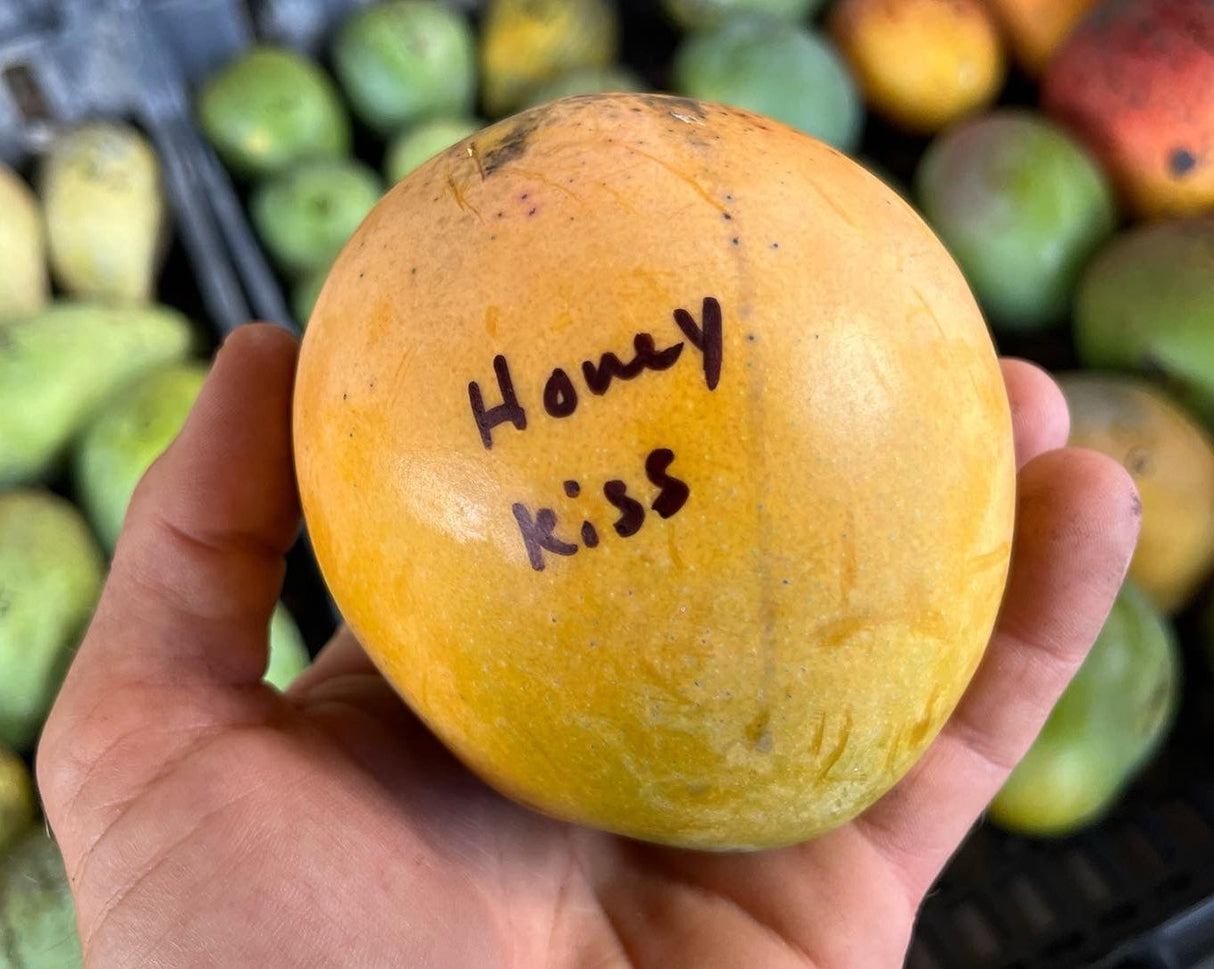 Mango Tree ‘Honey Kiss’