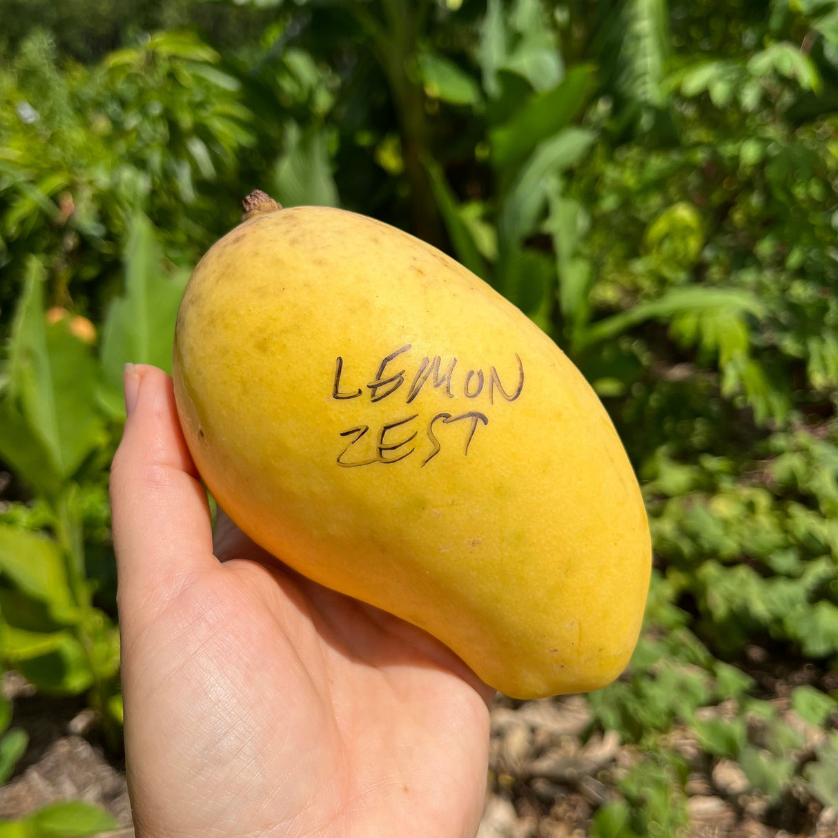 Mango Tree ‘Lemon Zest’