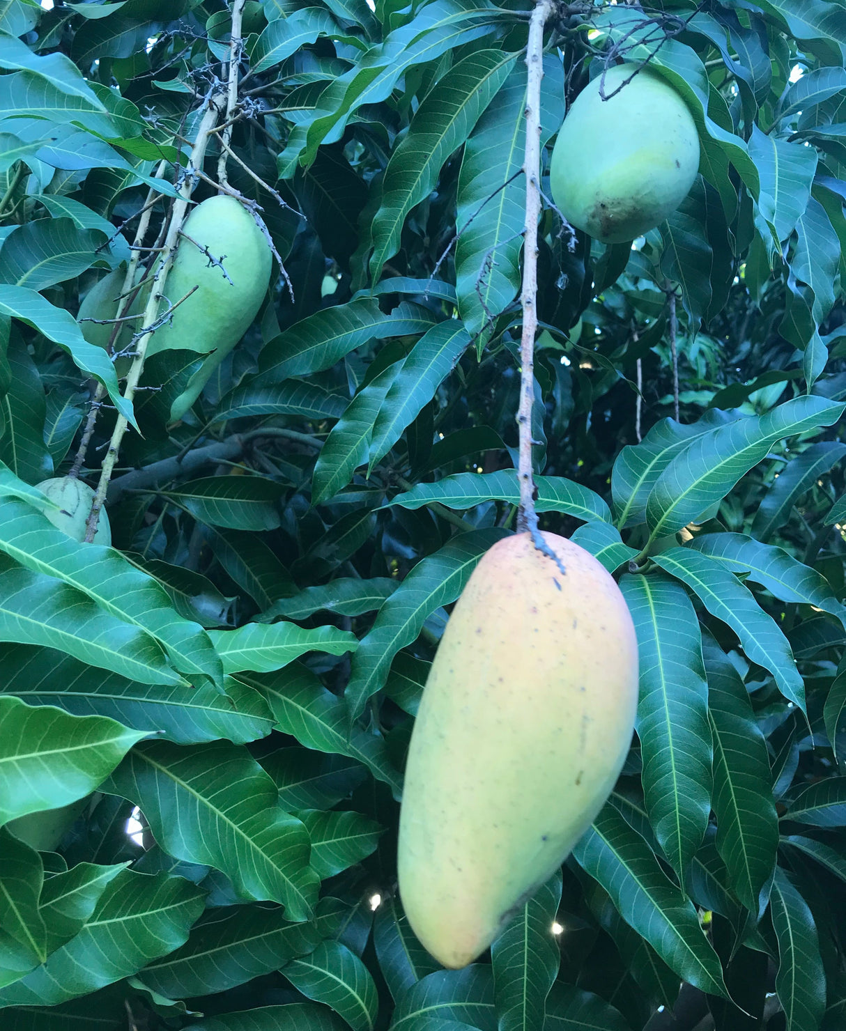 Mango Tree ‘Nam Doc Mai’