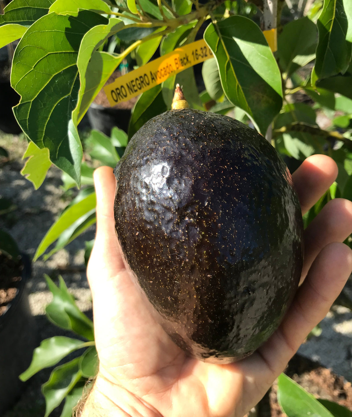 Avocado Tree ‘Oro Negro’