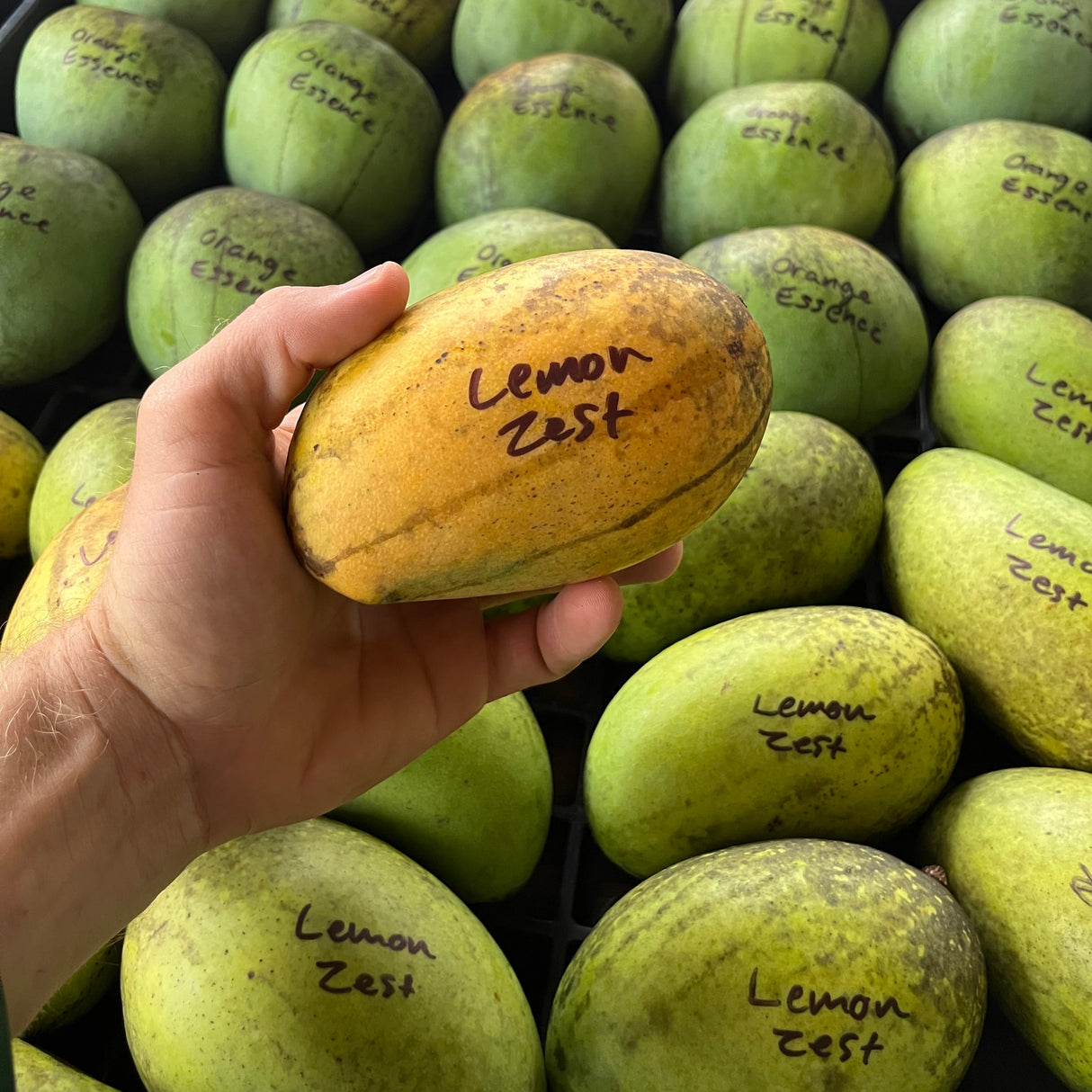 Mango Tree ‘Lemon Zest’