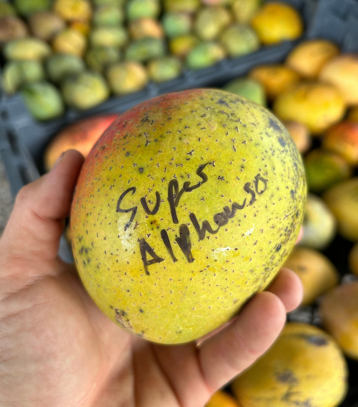 Mango Tree ‘Super Alphonso’