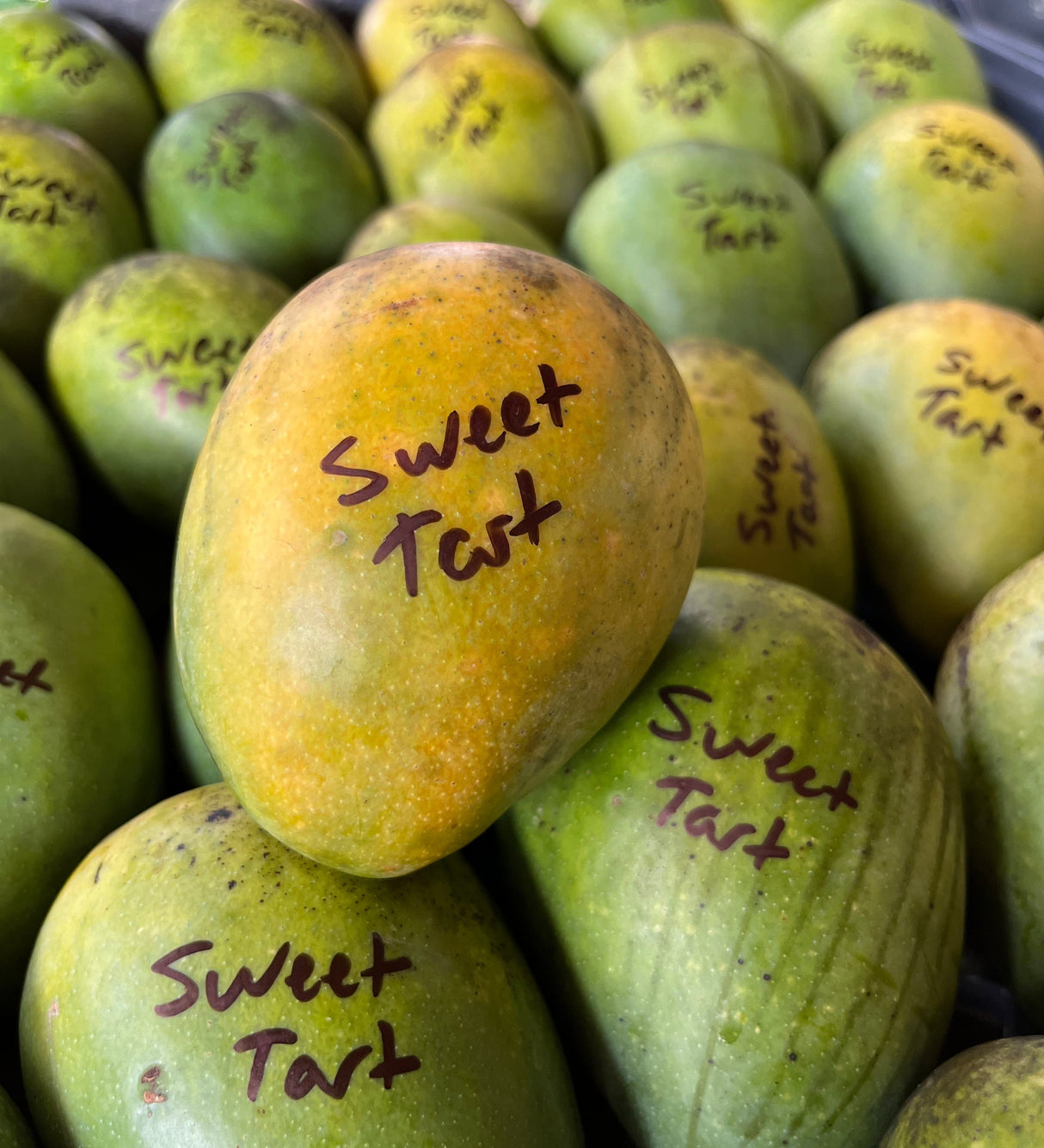 Mango Tree ‘Sweet Tart’