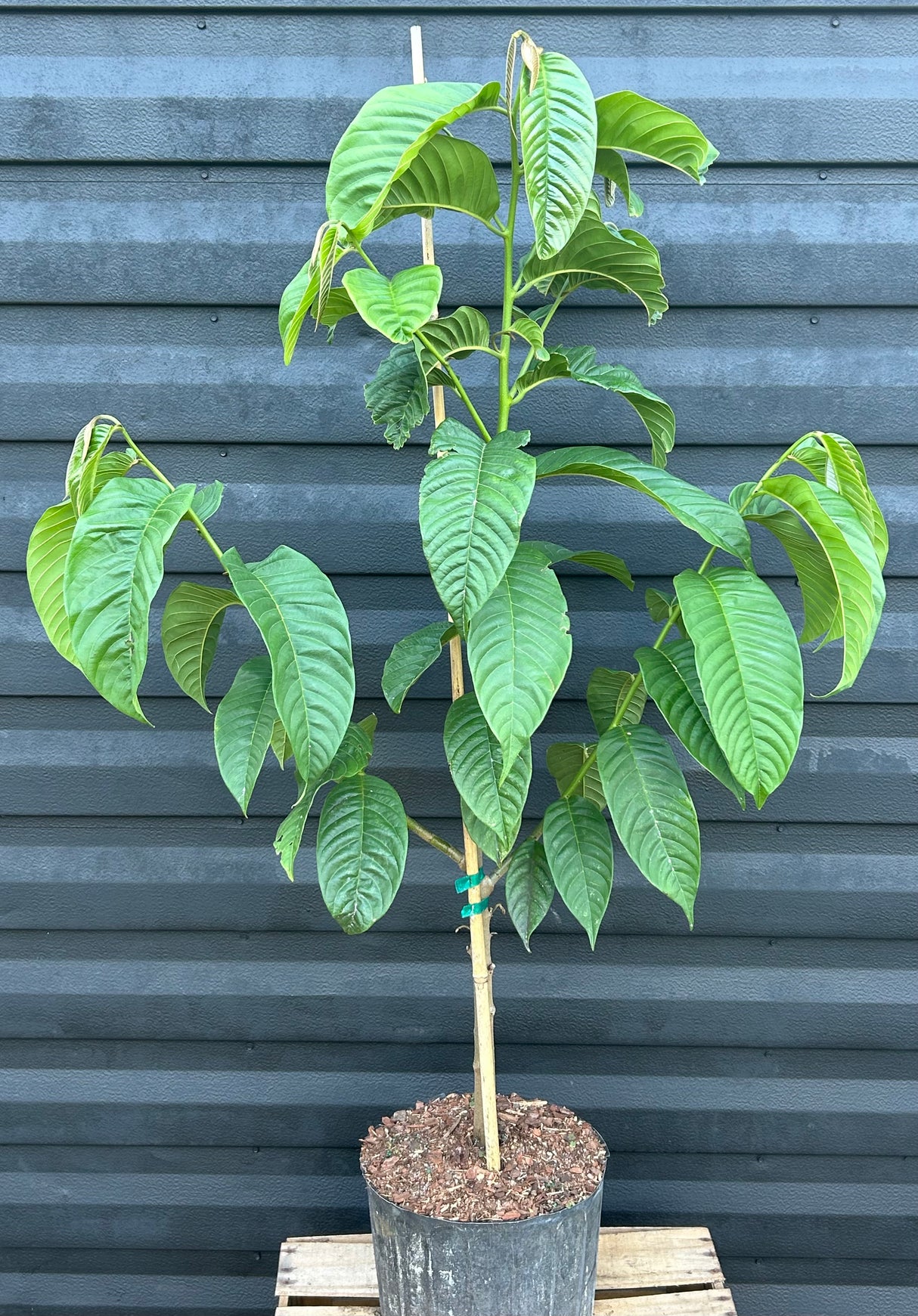 Rollinia Tree