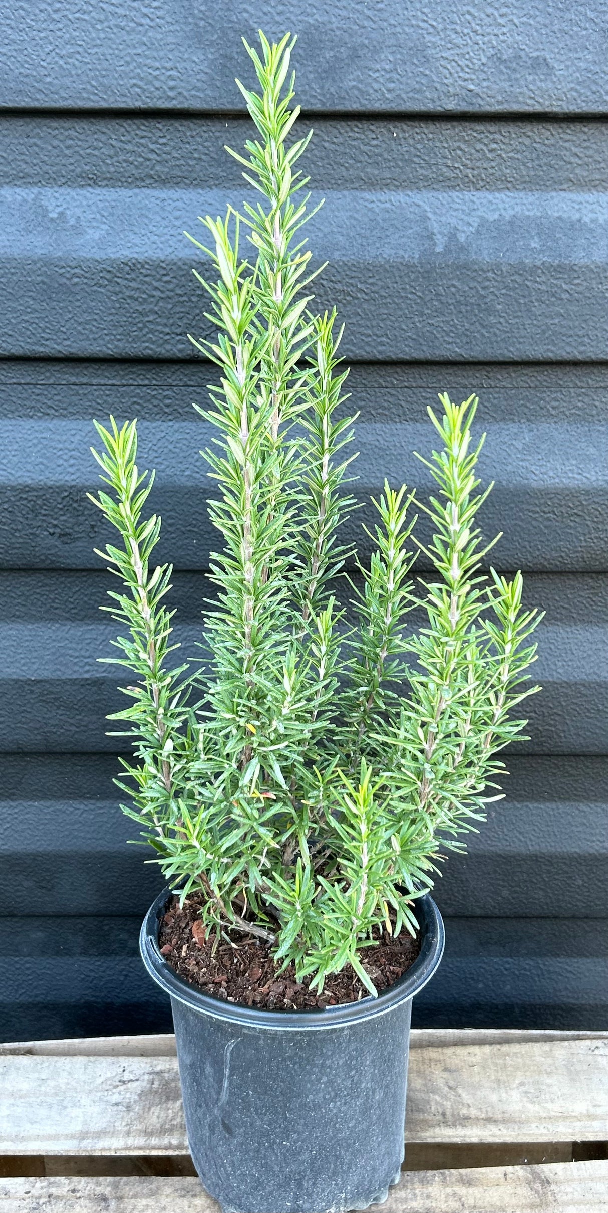 Rosemary Plant