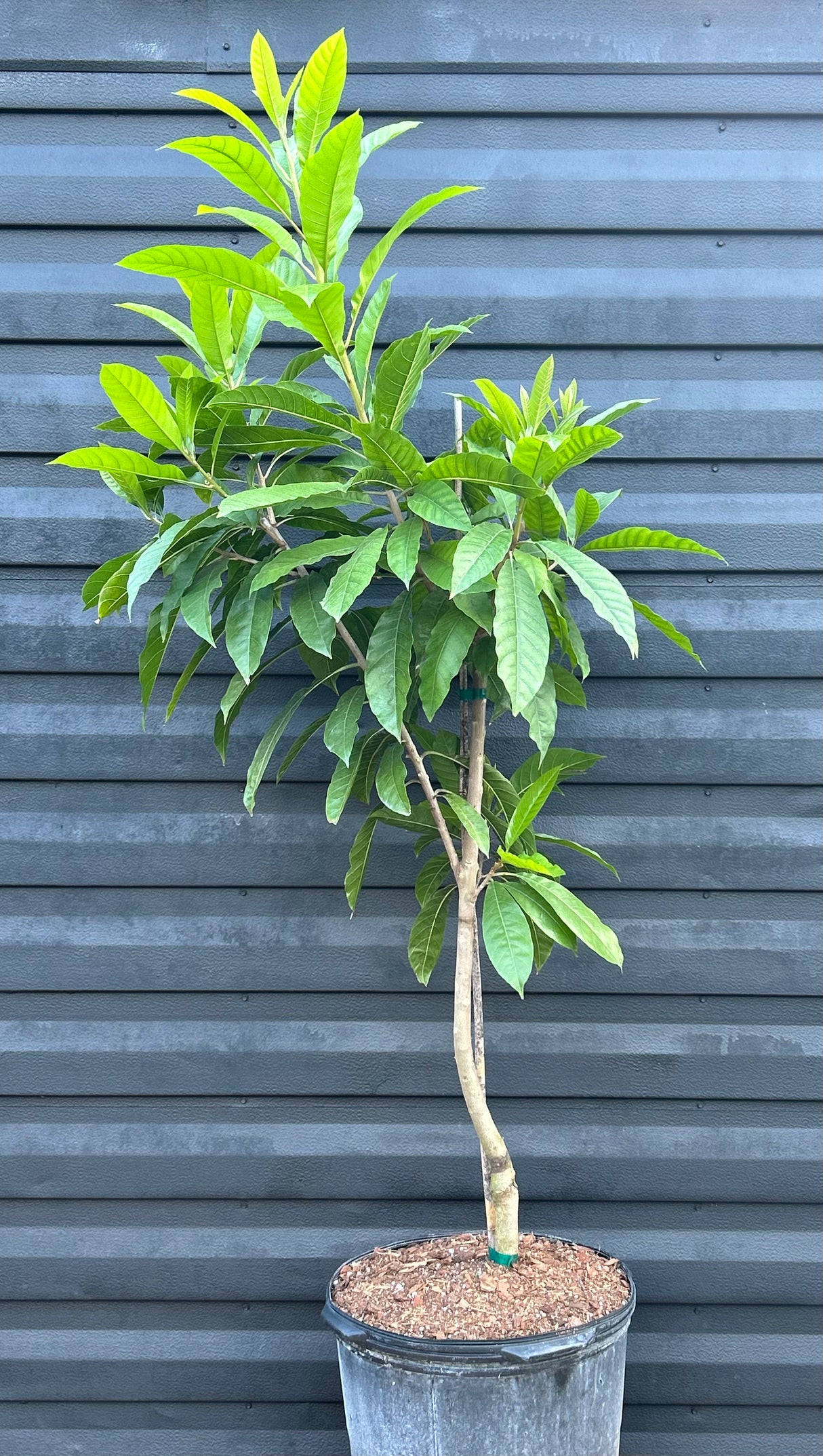 Ross Sapote Tree