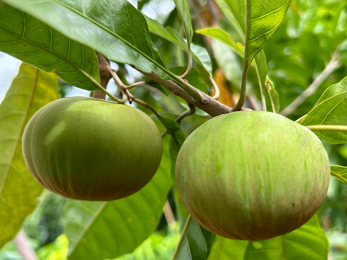 Ross Sapote Tree