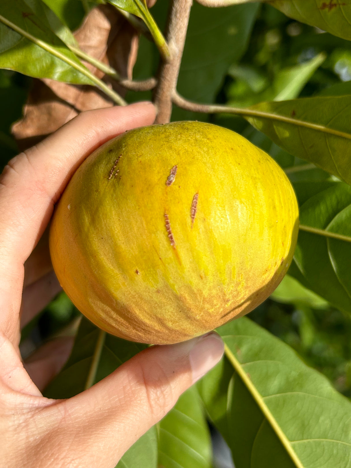 Ross Sapote Tree