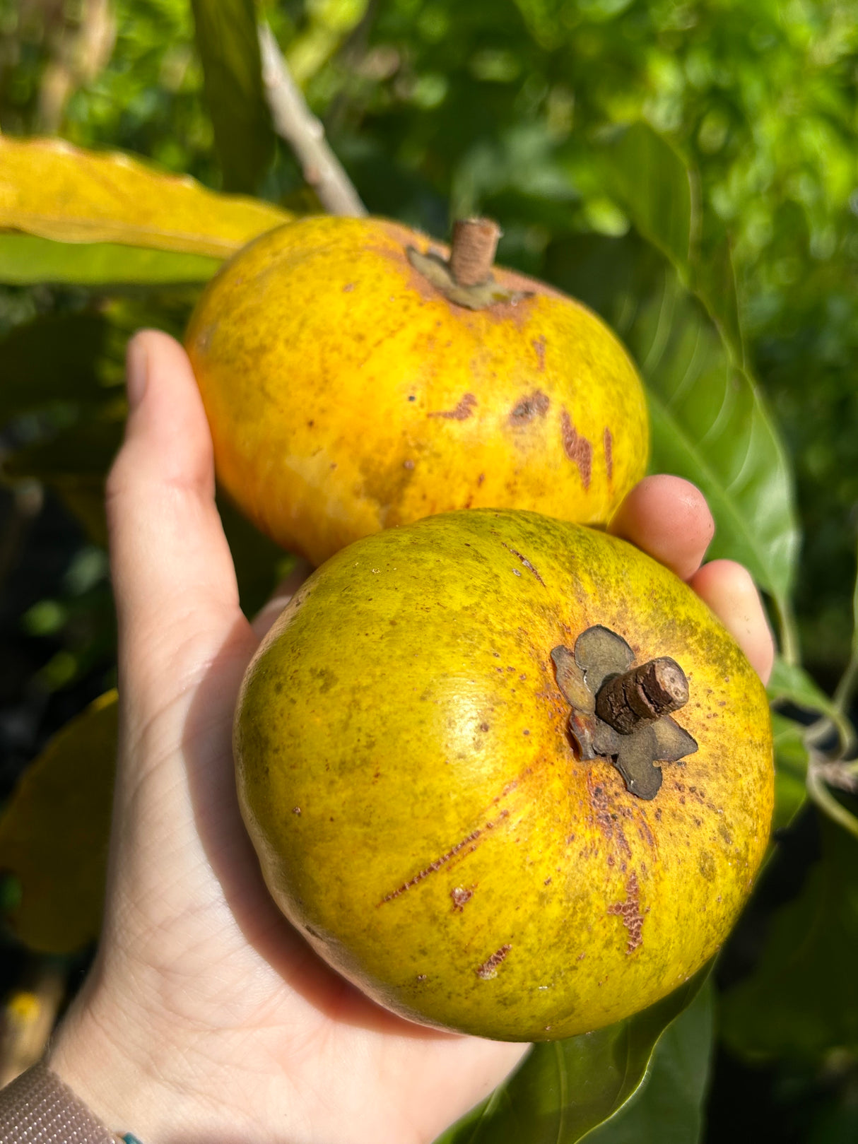 Ross Sapote Tree