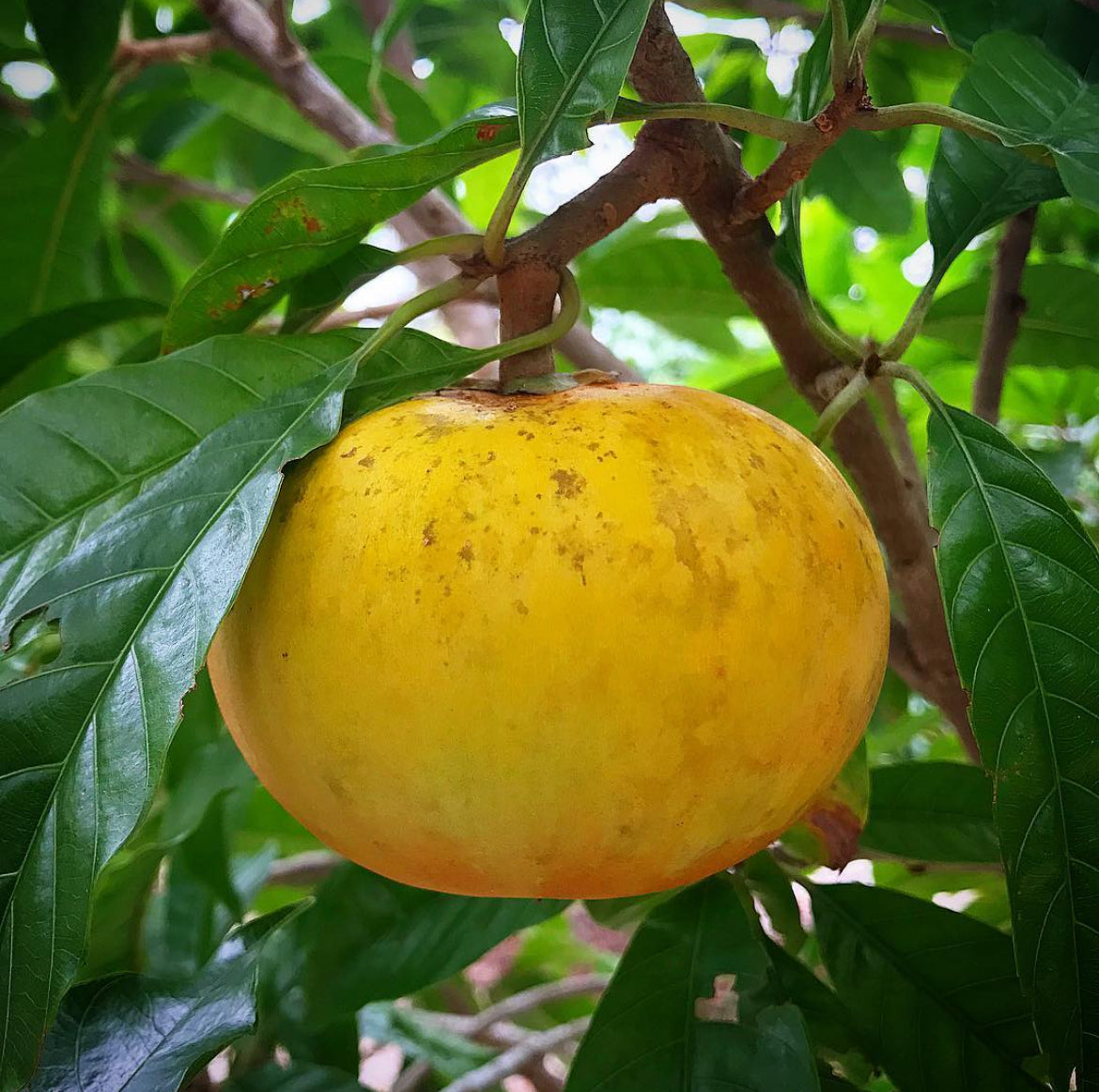 Ross Sapote Tree