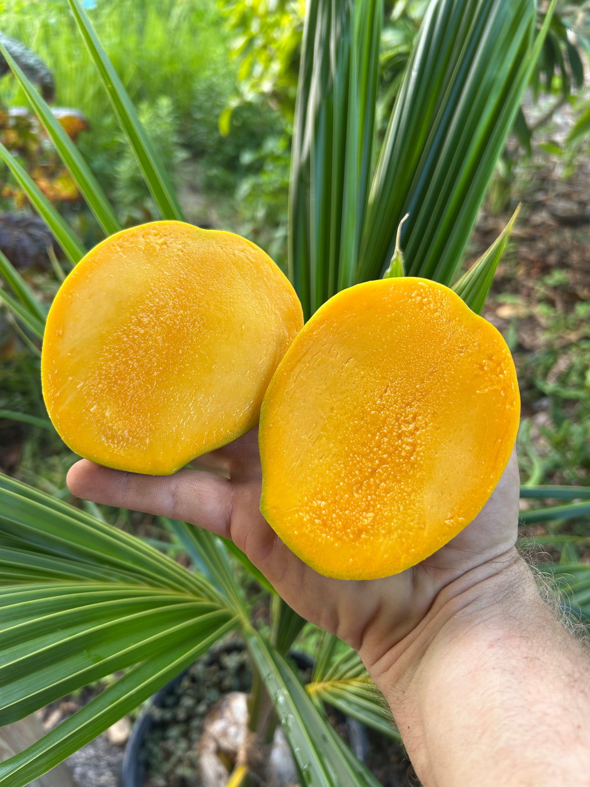 Mango Tree ‘Sunrise'