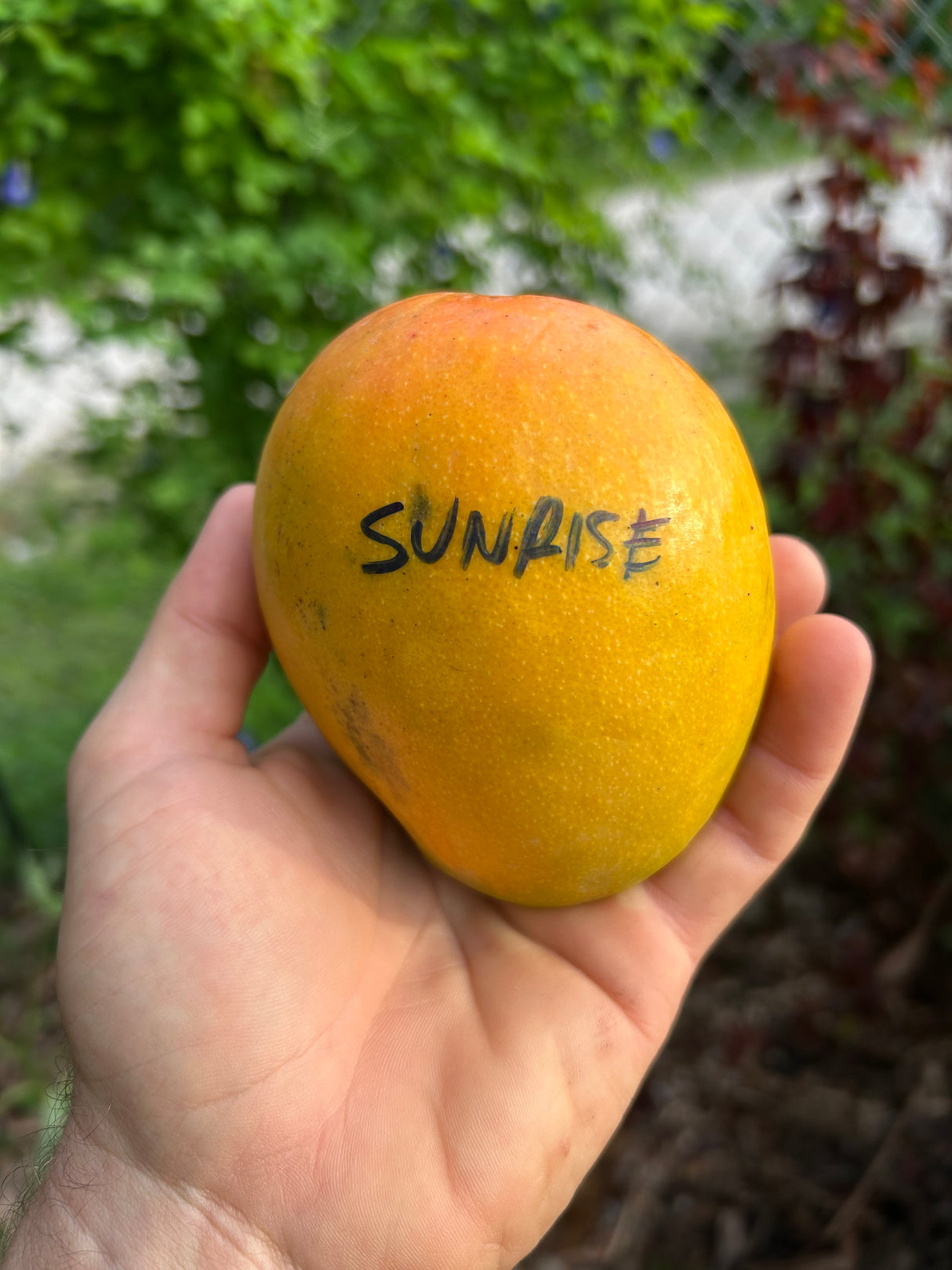 Mango Tree ‘Sunrise'