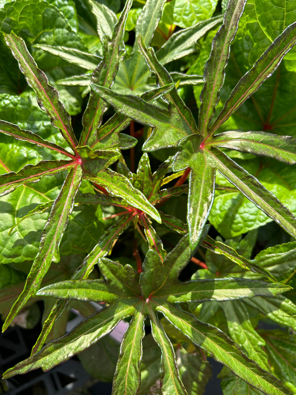 Salad Tree