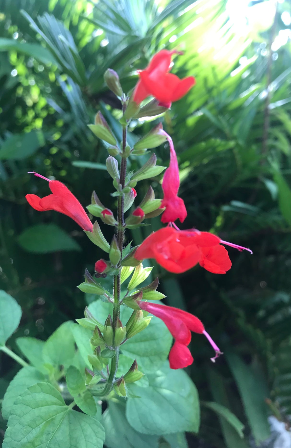Tropical Sage Plant aka Salvia - Red Flowers