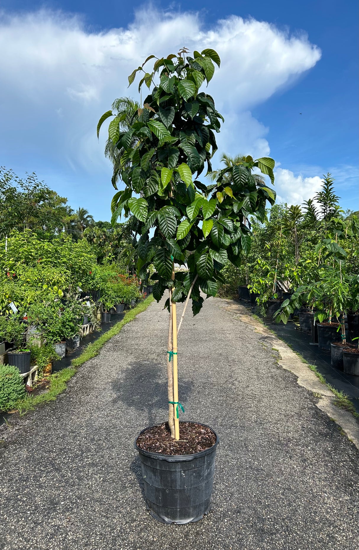 Santol Tree