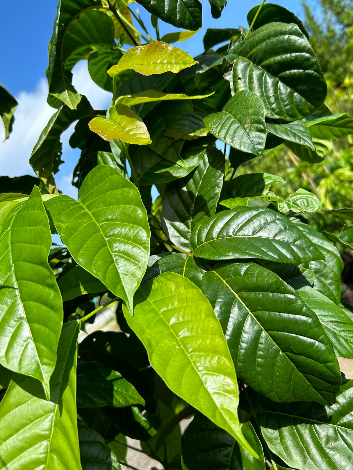Santol Tree