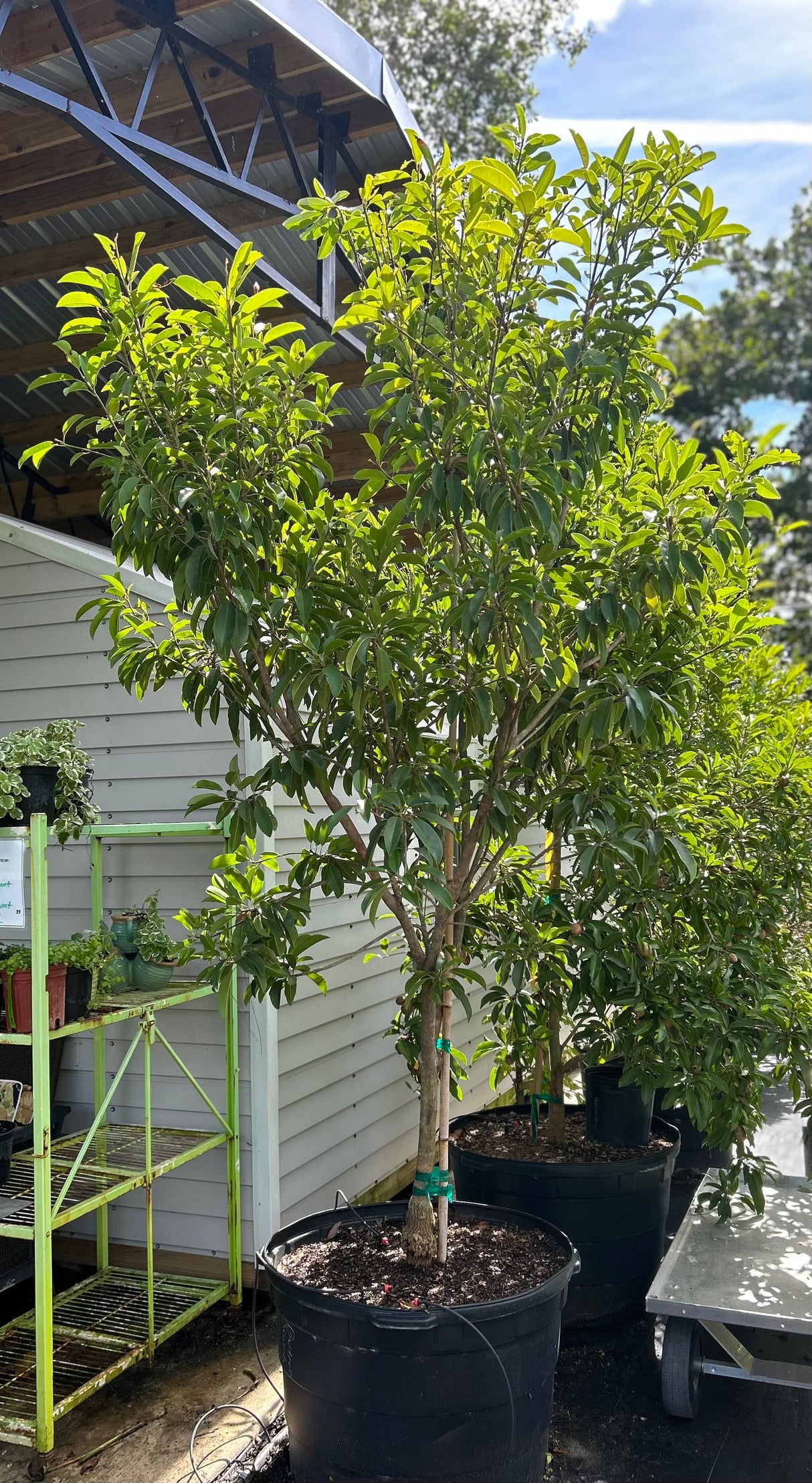 Sapodilla Tree 'Butterscotch'