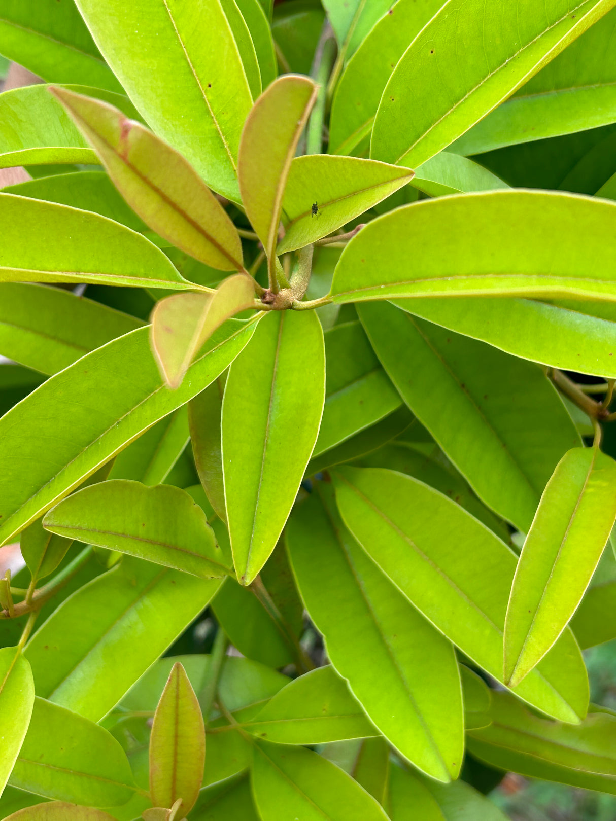 Sapodilla Tree 'Butterscotch'