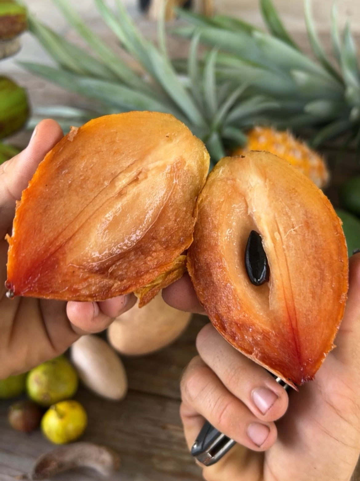 Sapodilla Tree 'Hasya'