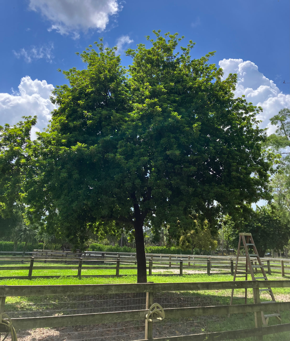 Sapodilla Tree 'Morena'