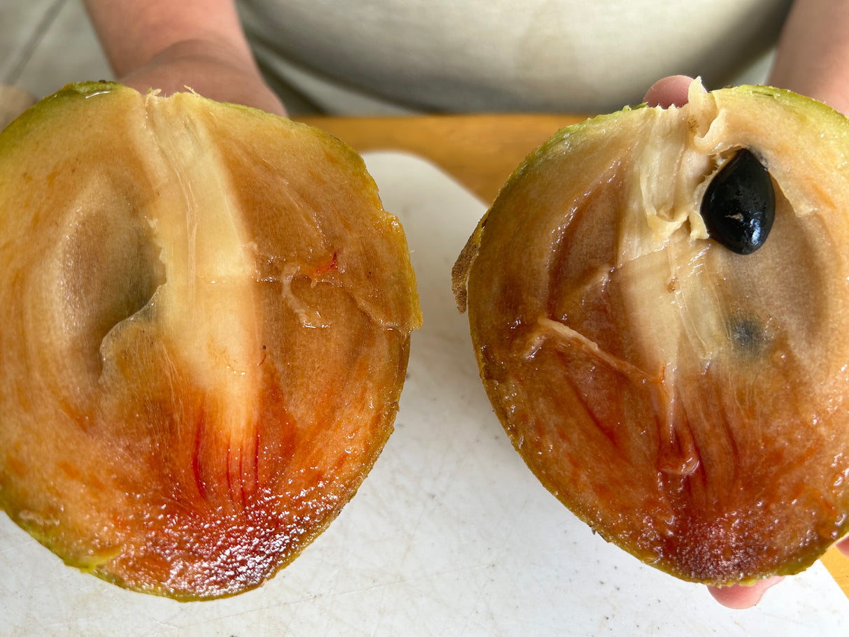 Sapodilla Tree 'Morena'