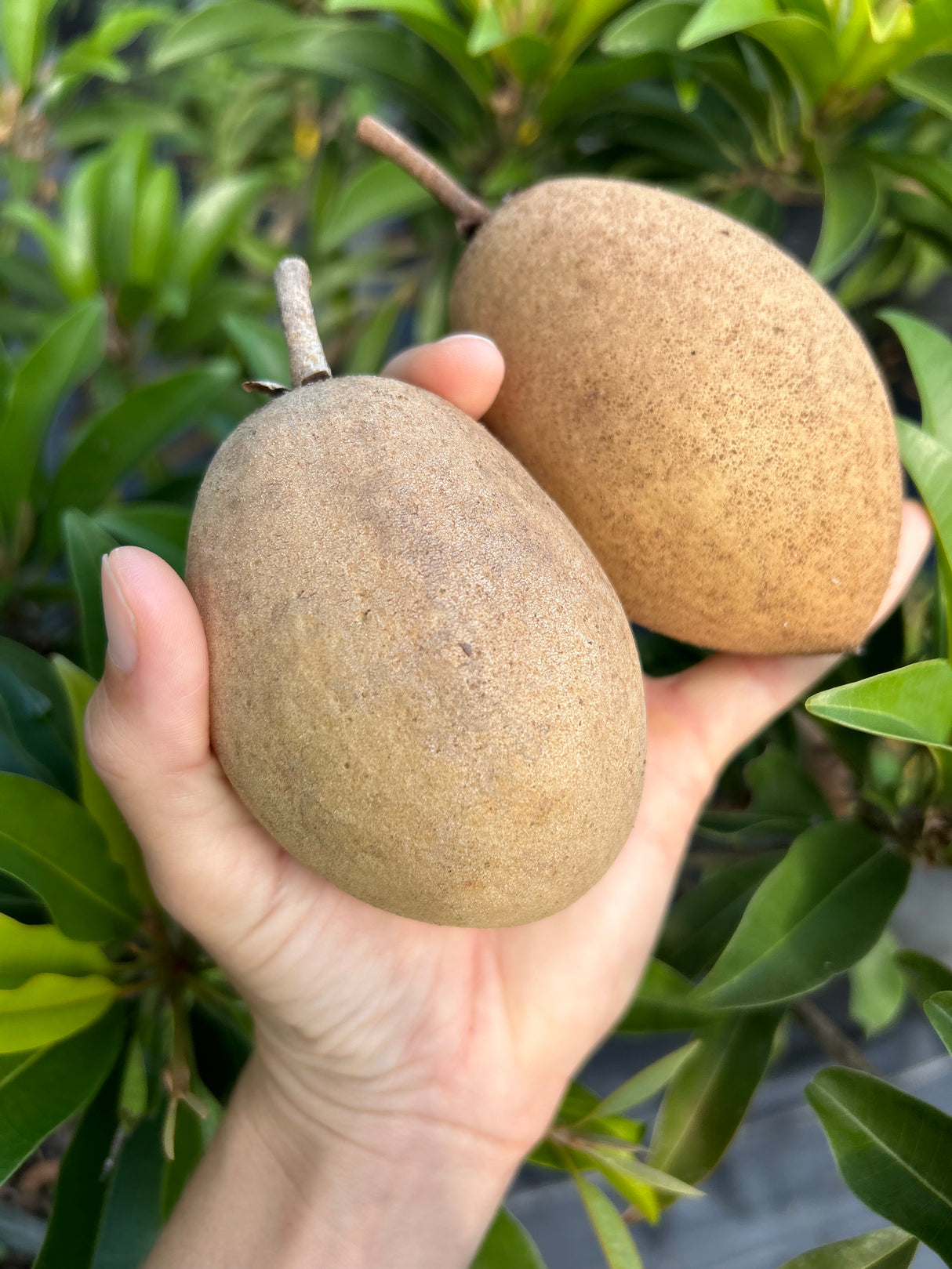 Sapodilla Tree 'Silas Wood'