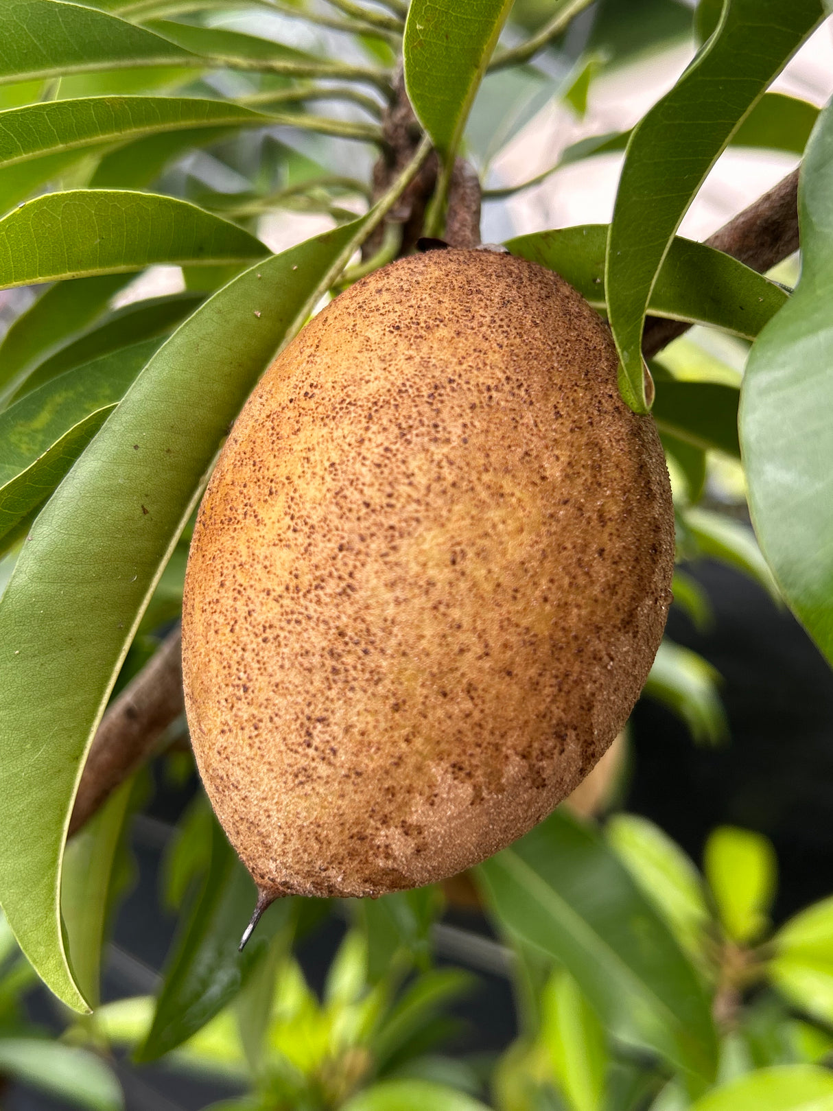 Sapodilla Tree 'Silas Wood'