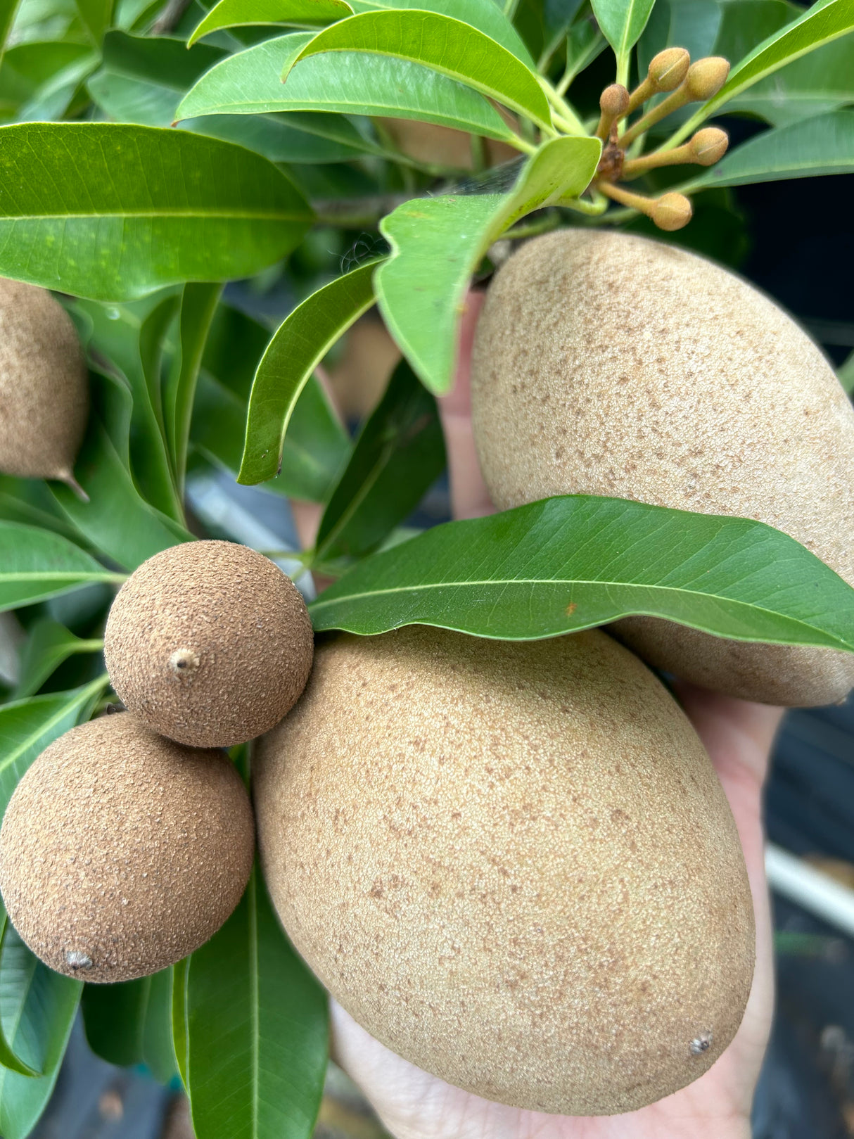 Sapodilla Tree 'Silas Wood'