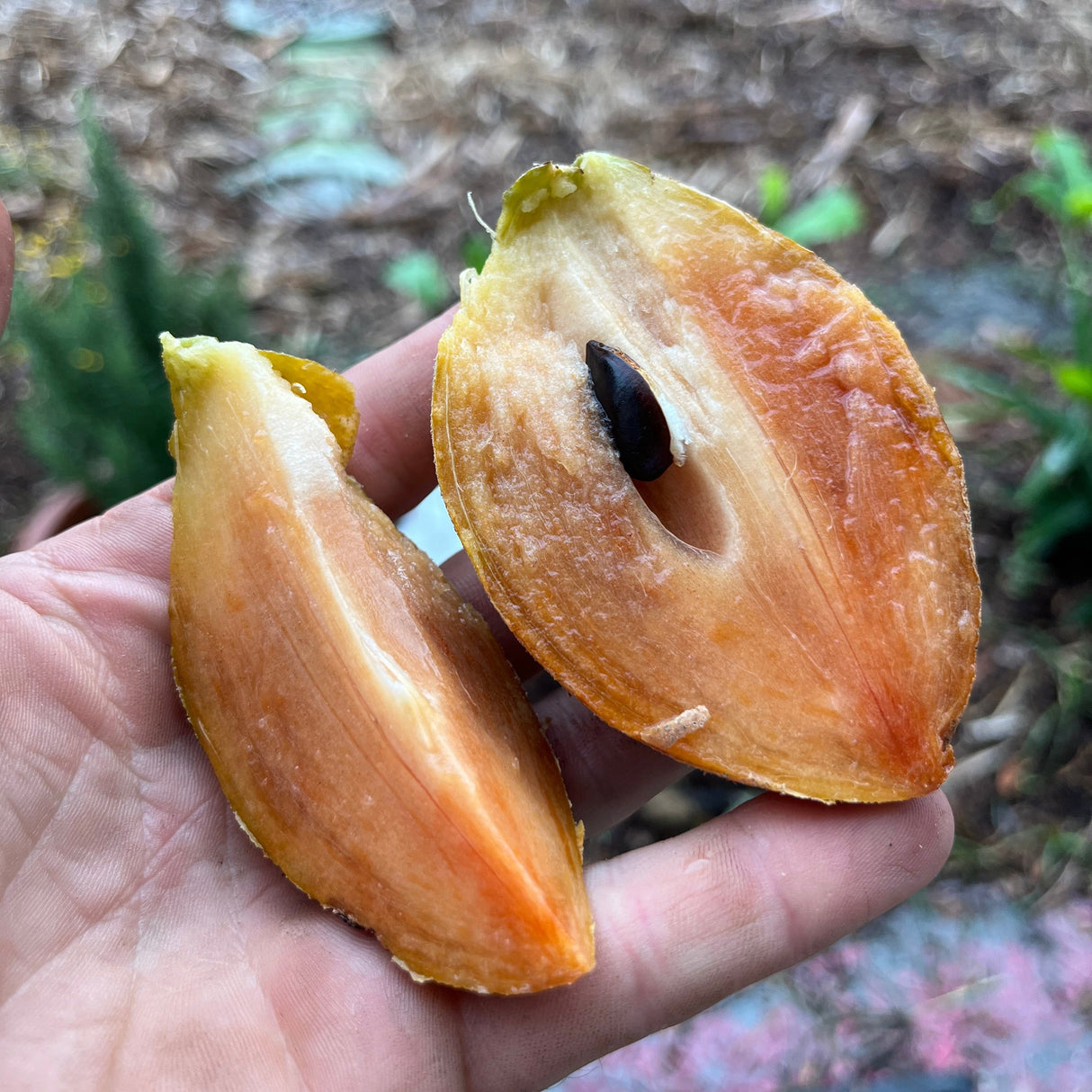 Sapodilla Tree 'Hasya'