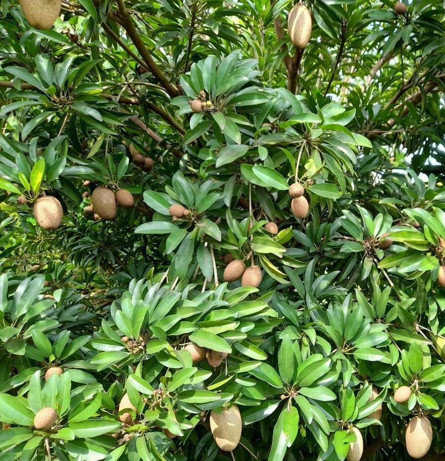 Sapodilla Tree 'Makok'