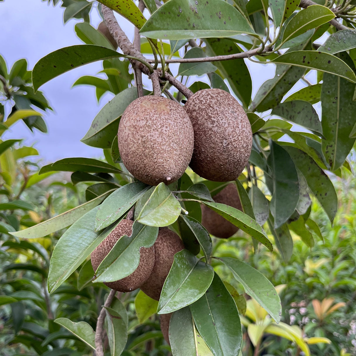 Sapodilla Tree 'Alano'