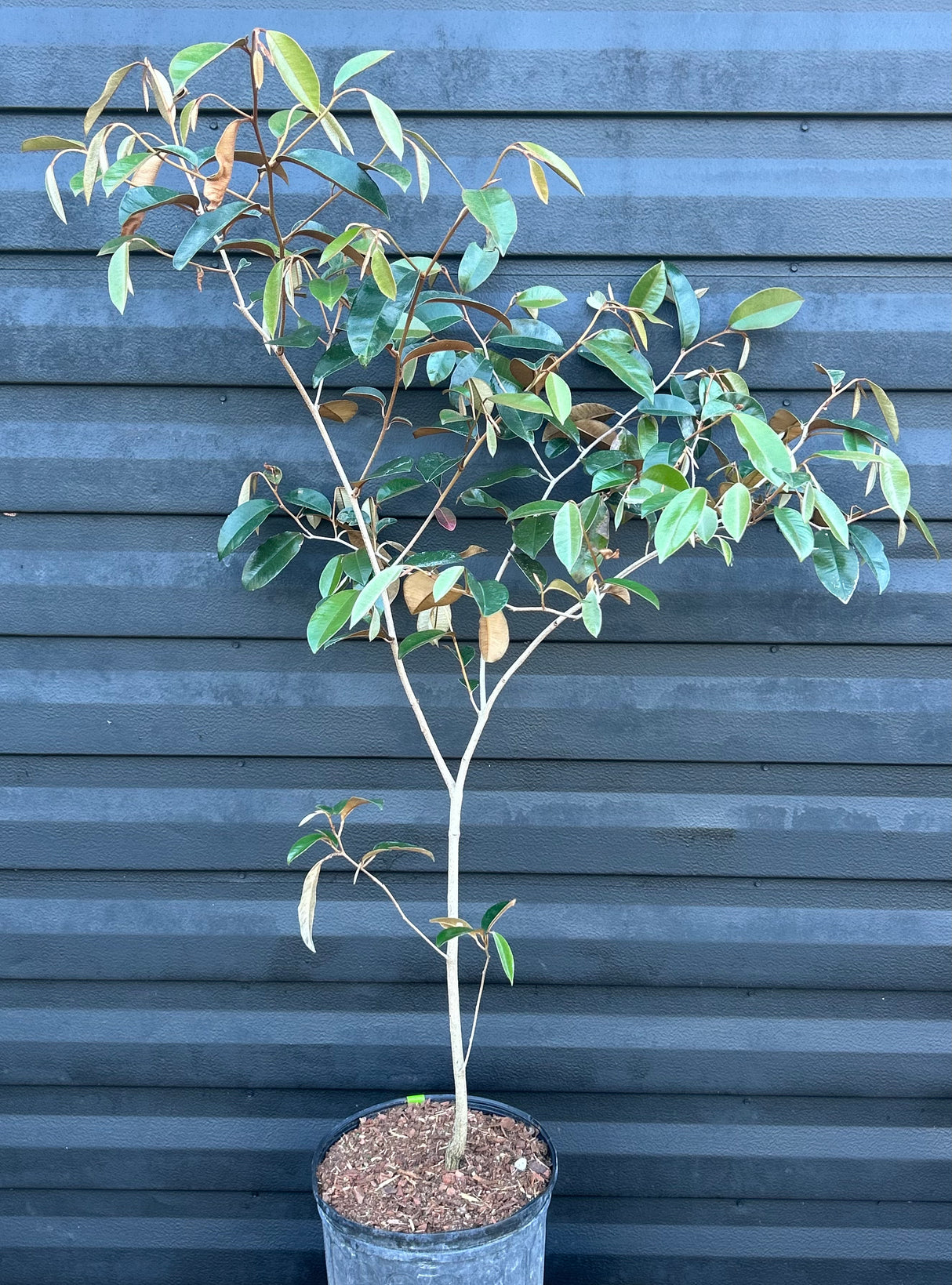 Satinleaf Tree
