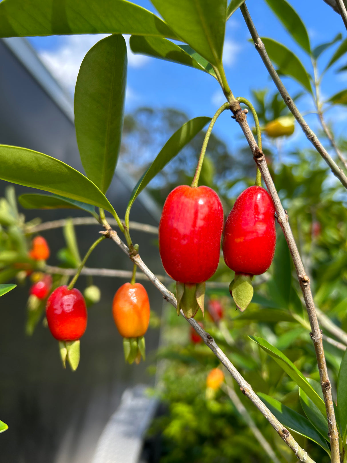 Savannah Cherry Tree