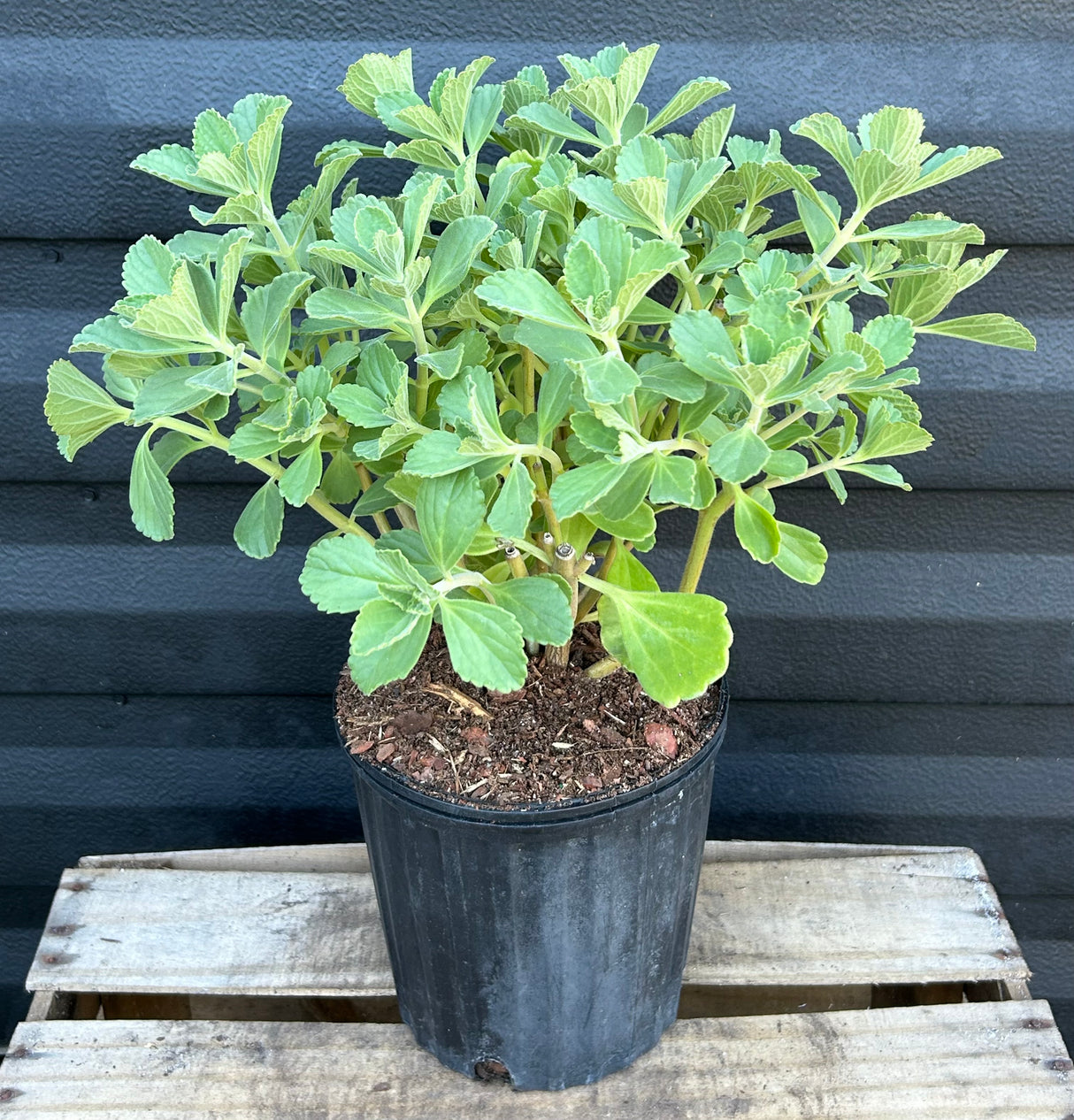Scaredy Cat Plant