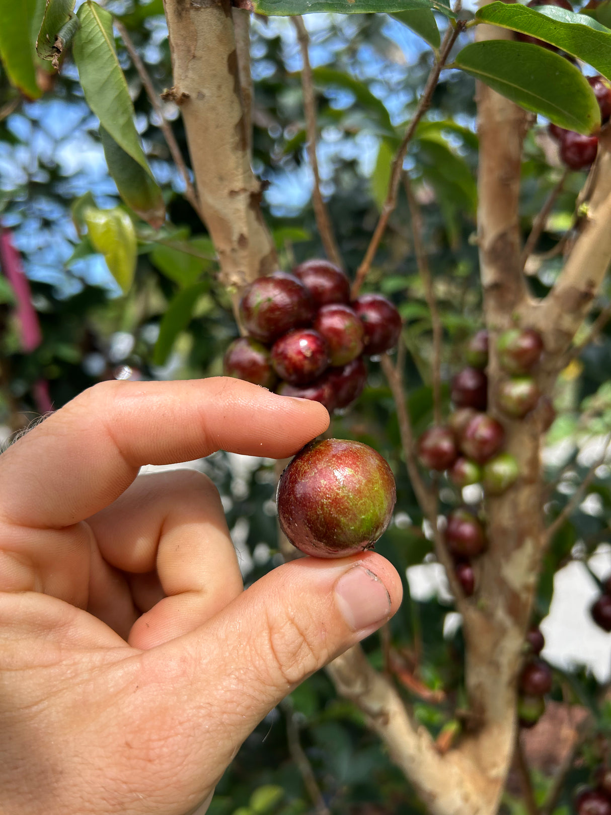 Jaboticaba Tree 'Scarlet'