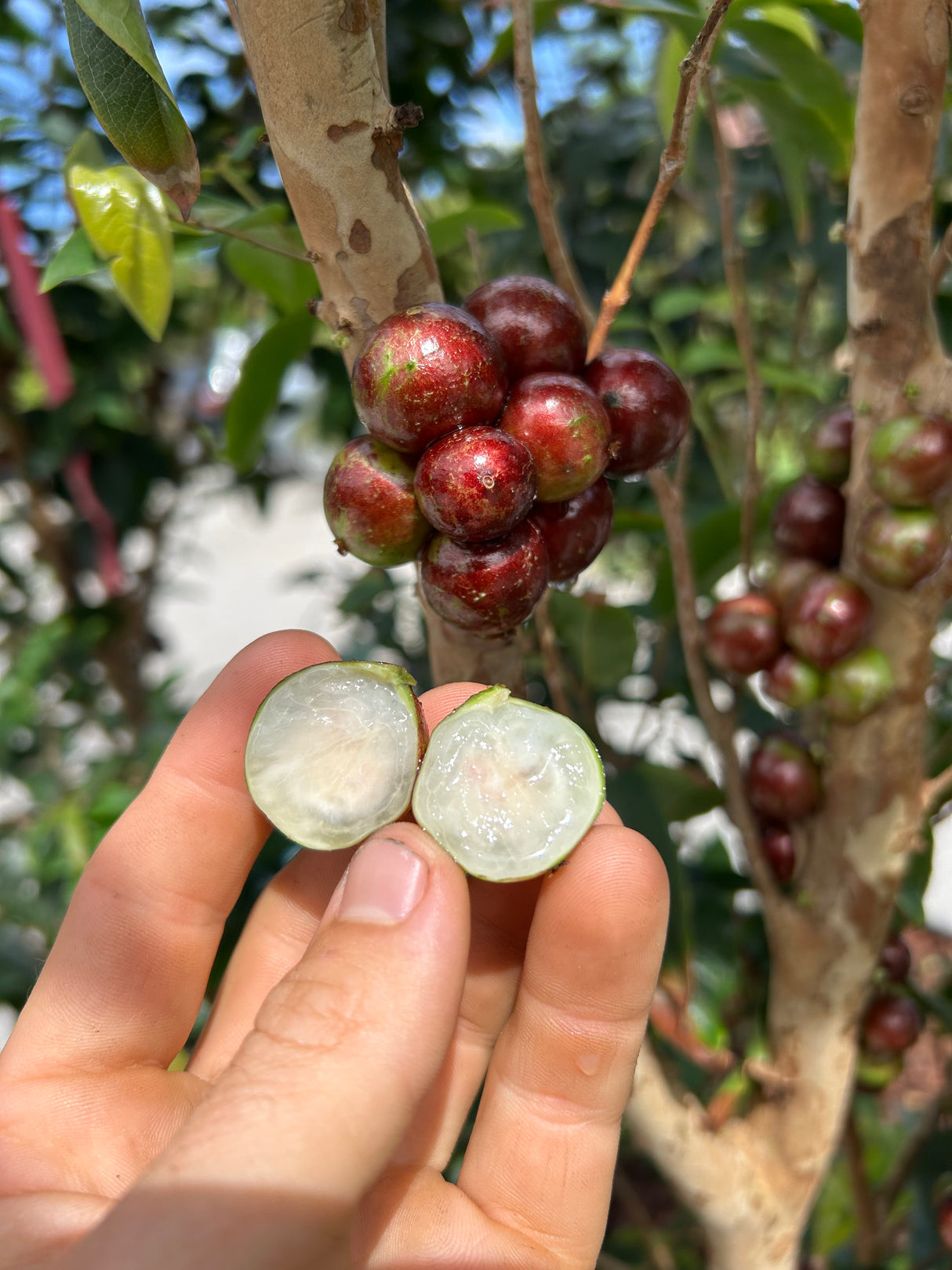 Jaboticaba Tree 'Scarlet'