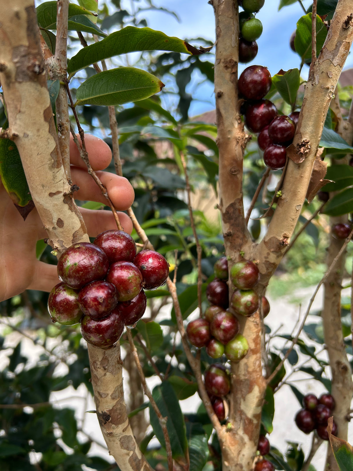 Jaboticaba Tree 'Scarlet'
