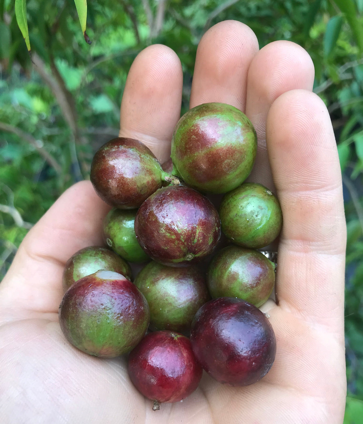 Jaboticaba Tree 'Scarlet'