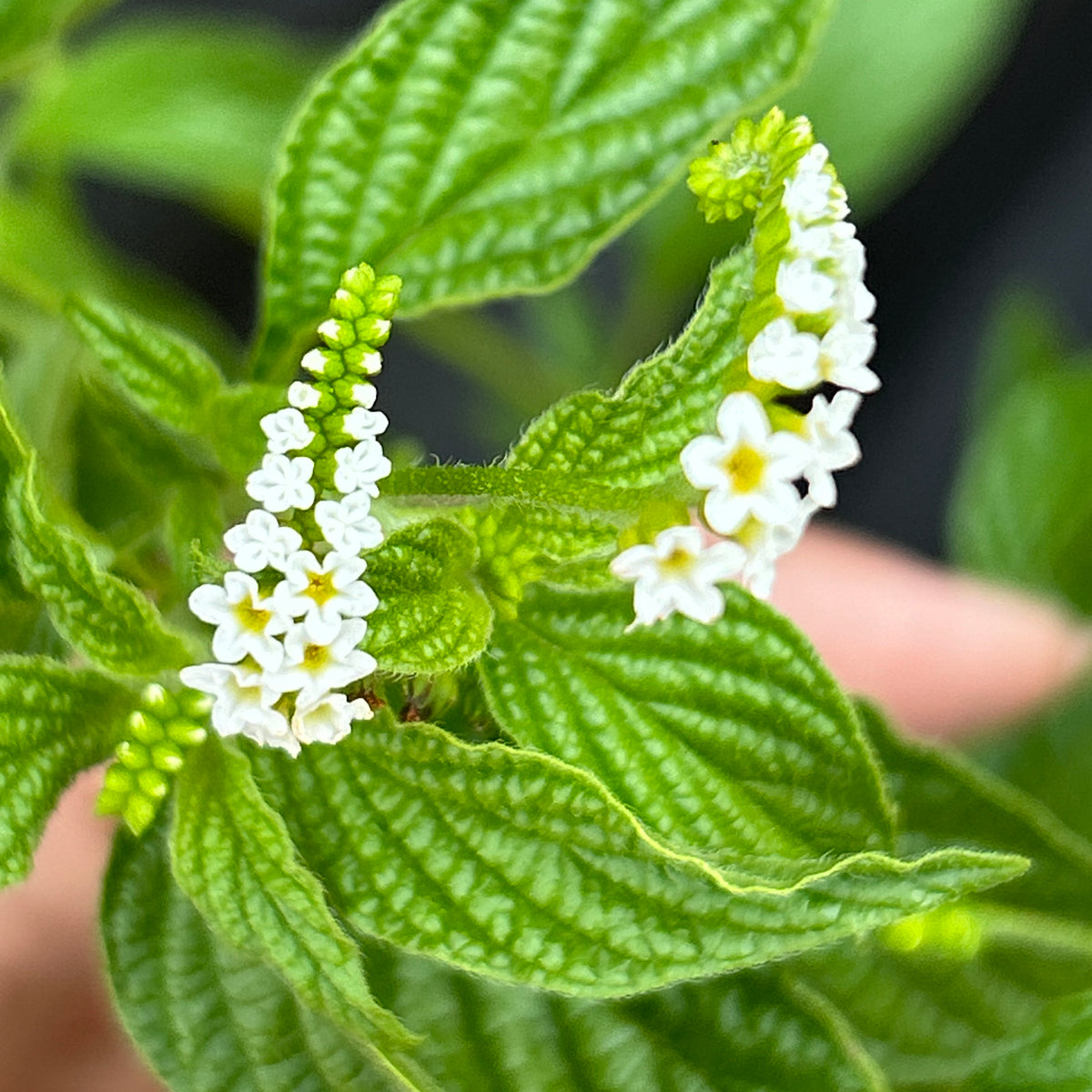 scorpion tail plant seeds Scorpion Tail Plant