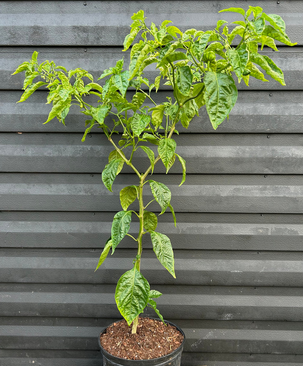 Scotch Bonnet Pepper