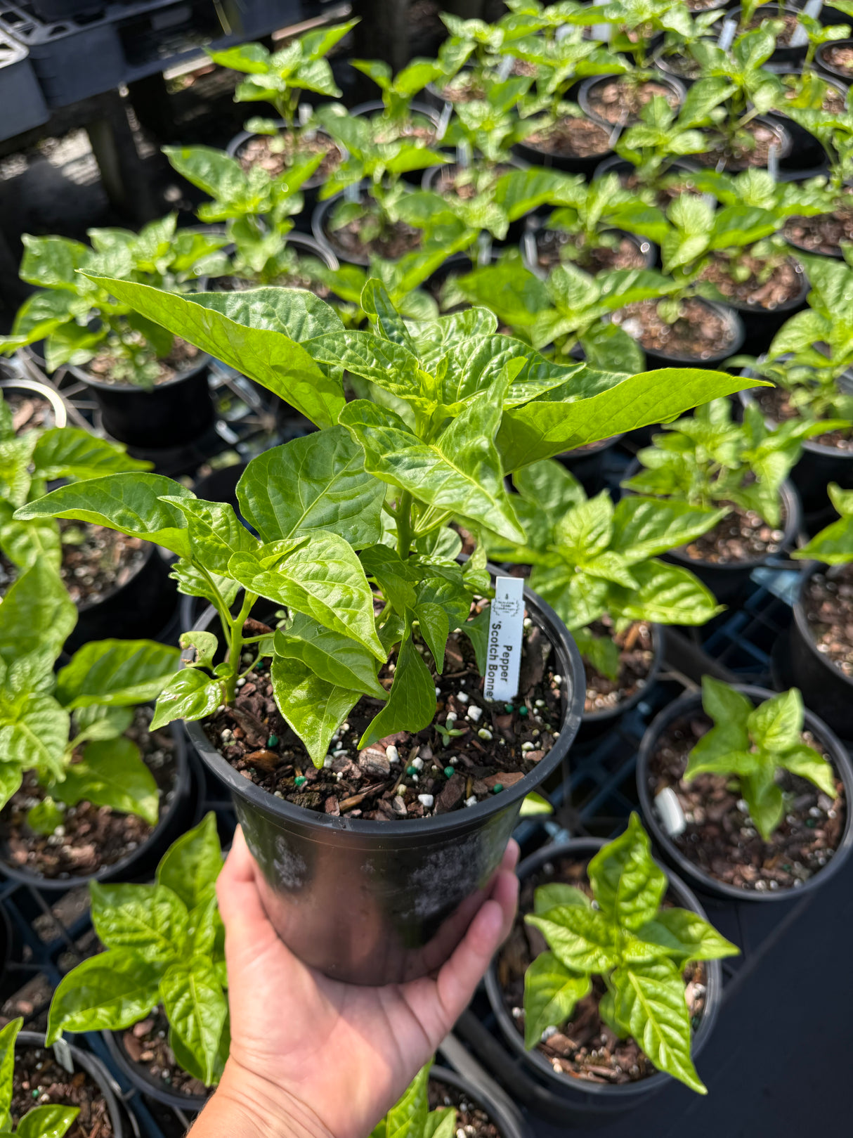 Scotch Bonnet Pepper