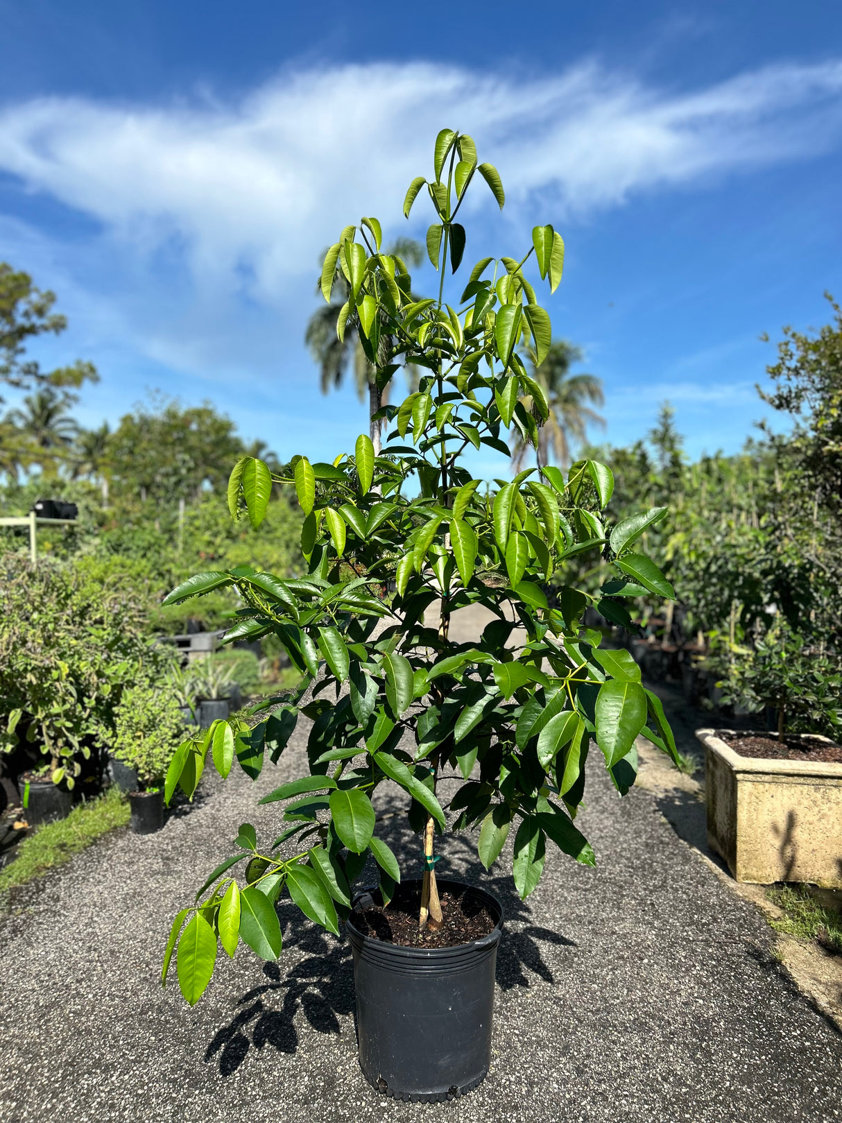 Seashore Mangosteen Tree