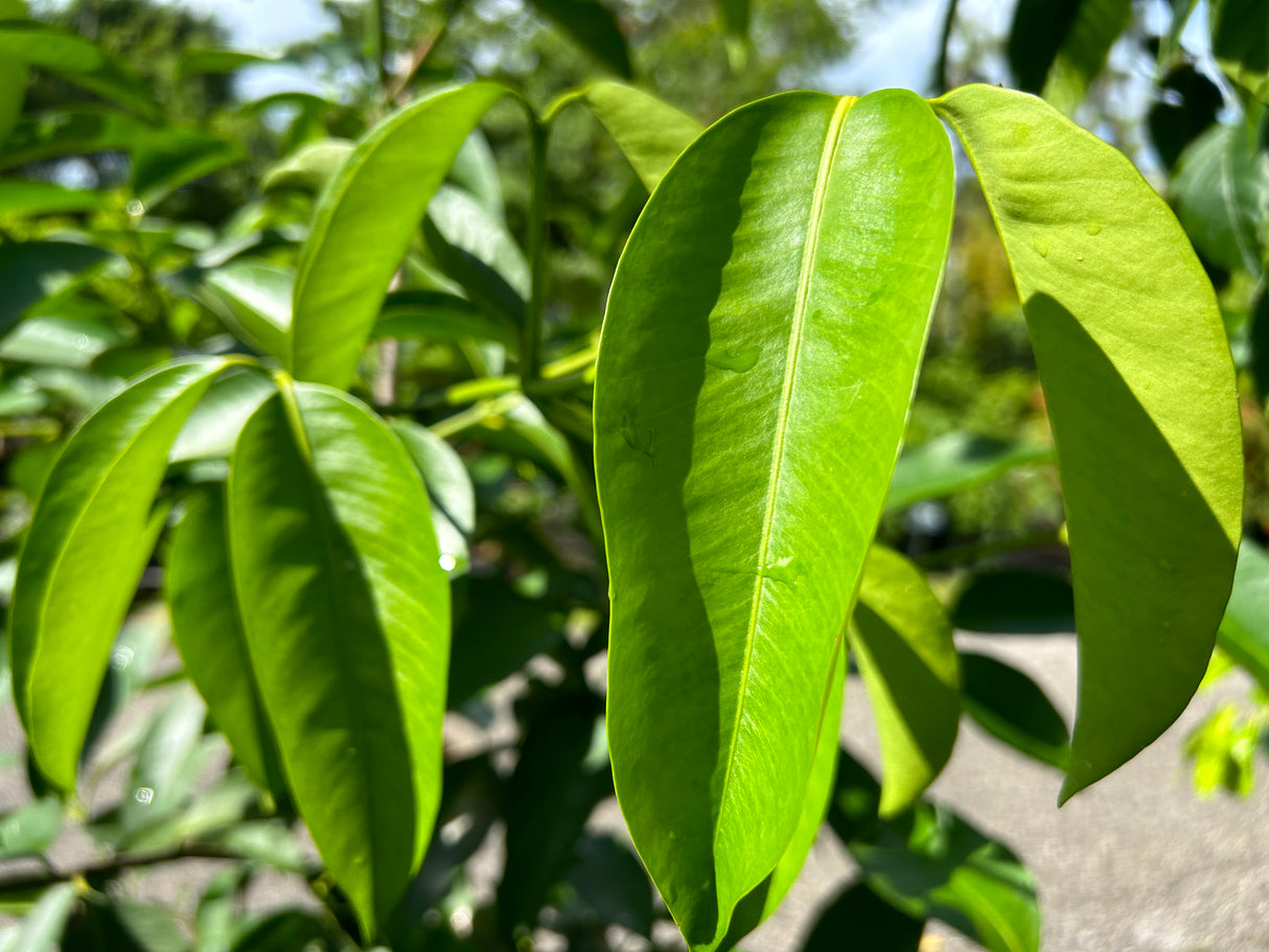 Seashore Mangosteen Tree