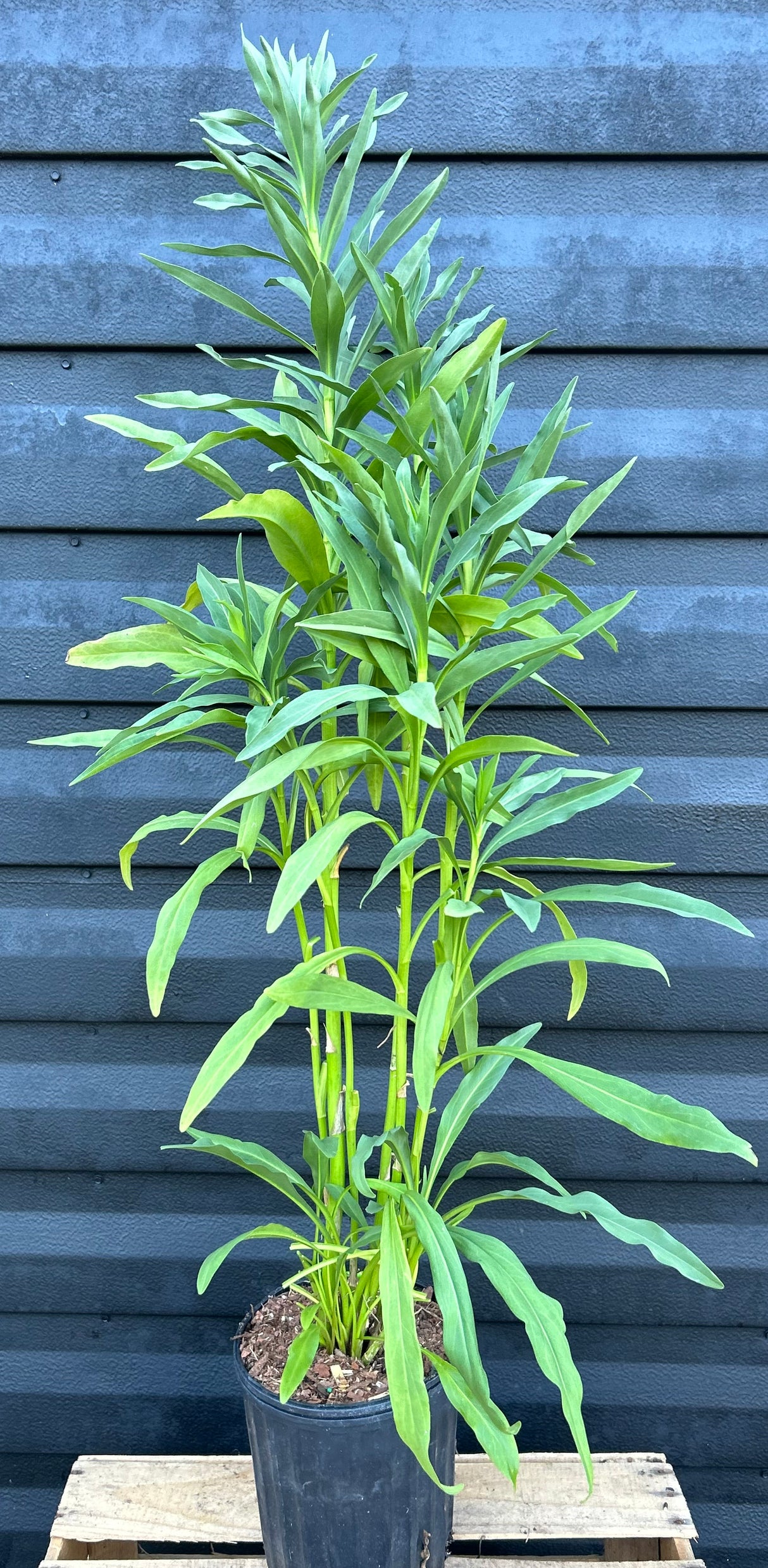 Seaside Goldenrod Plant