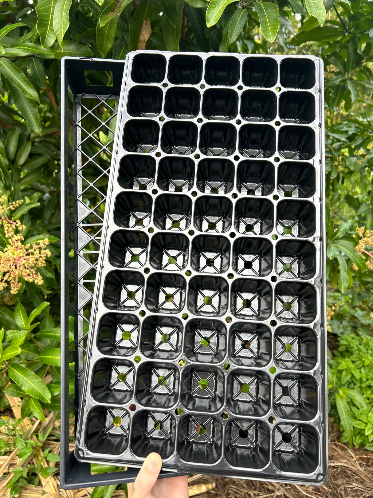 50 cell seed tray + bottom tray