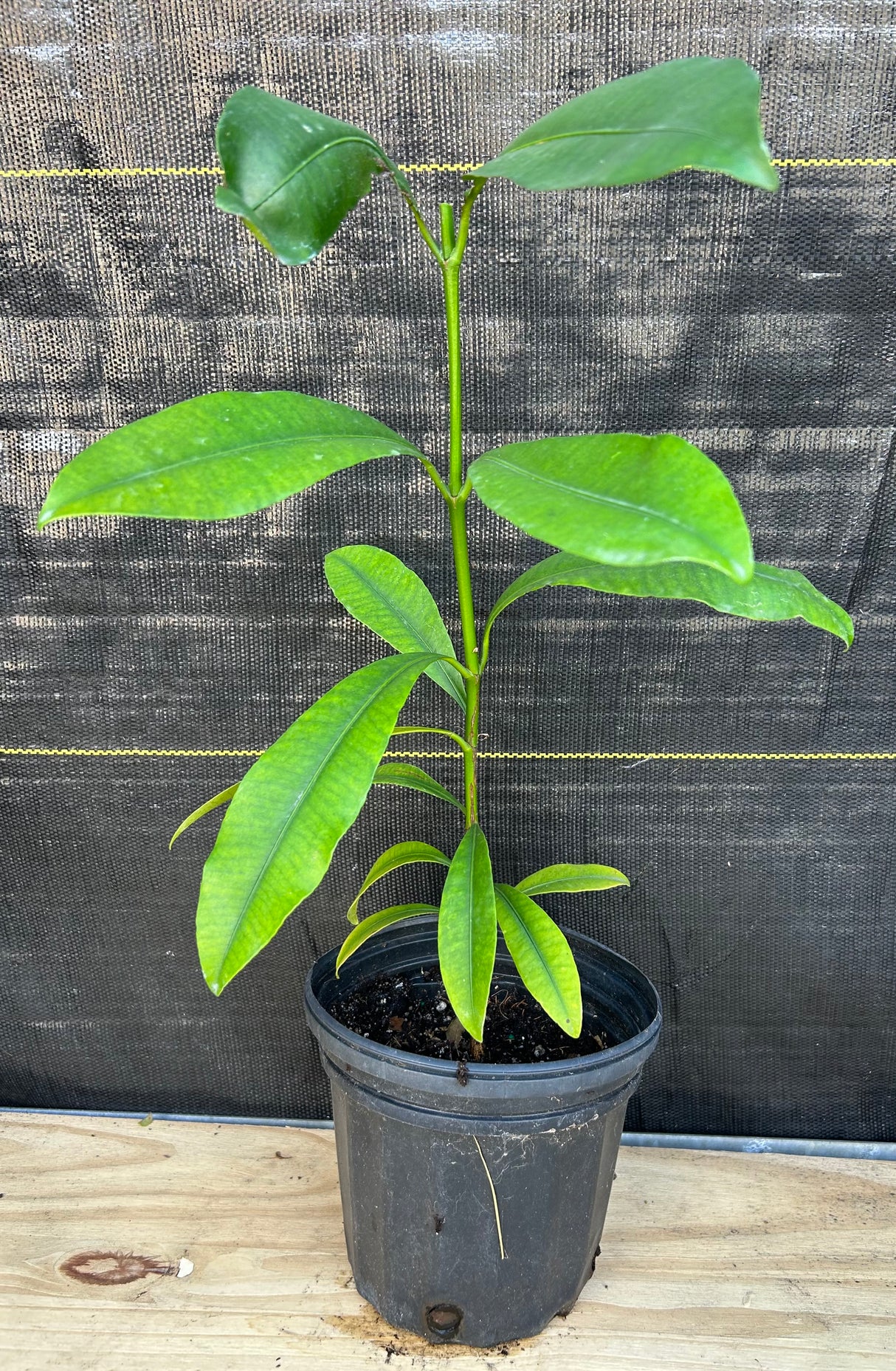 Lemondrop Mangosteen (Garcinia intermedia) 1g