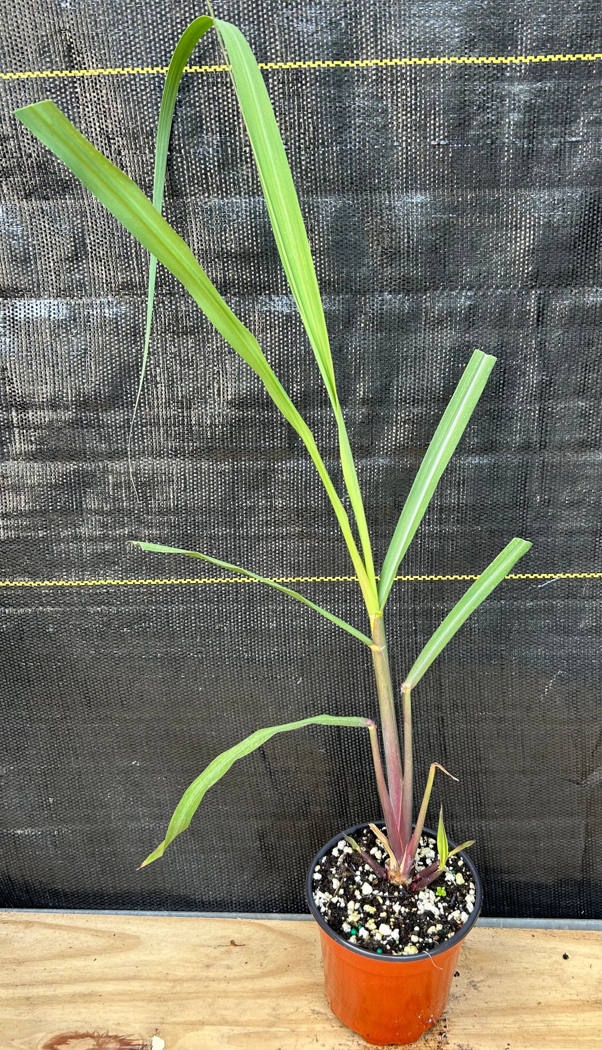 Sugar Cane 'Louisiana Green' (Saccharum officinarum) 4"