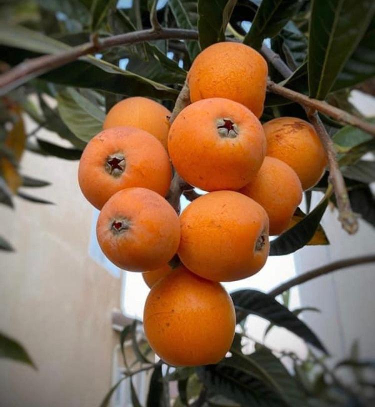 Loquat Tree 'Shorepointe'
